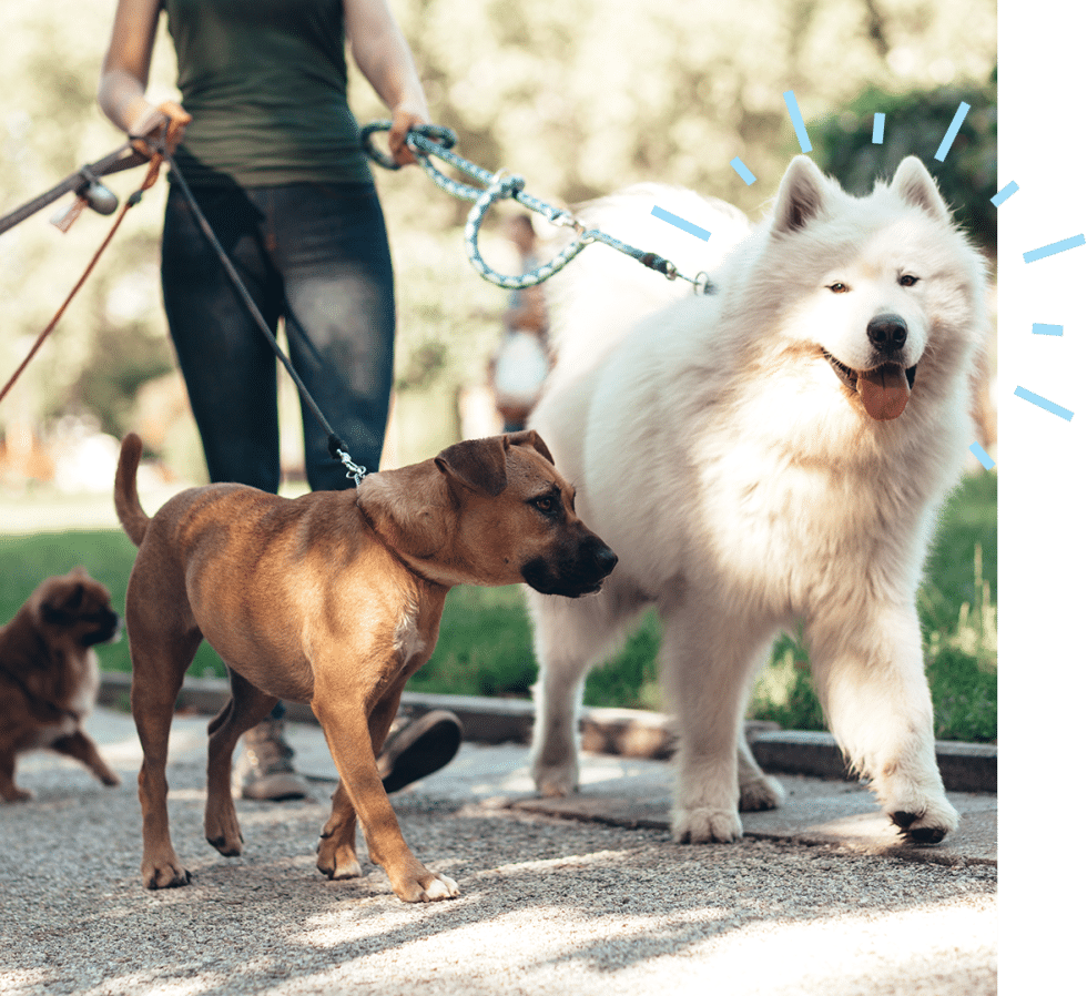 Pet Clinic in Diamond Bar CA Sunshine Veterinary Care