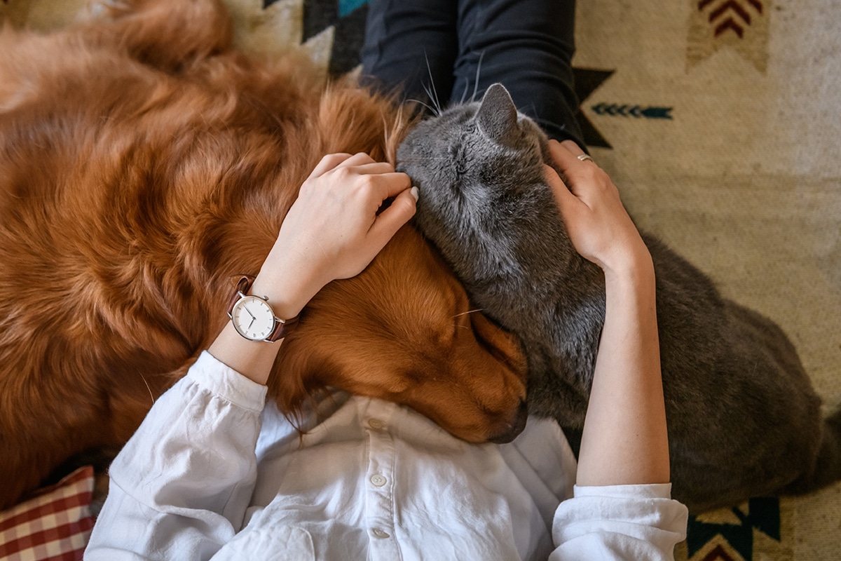 dog and cat on pet owners lap during wellness exam at Sunshine Veterinary Care