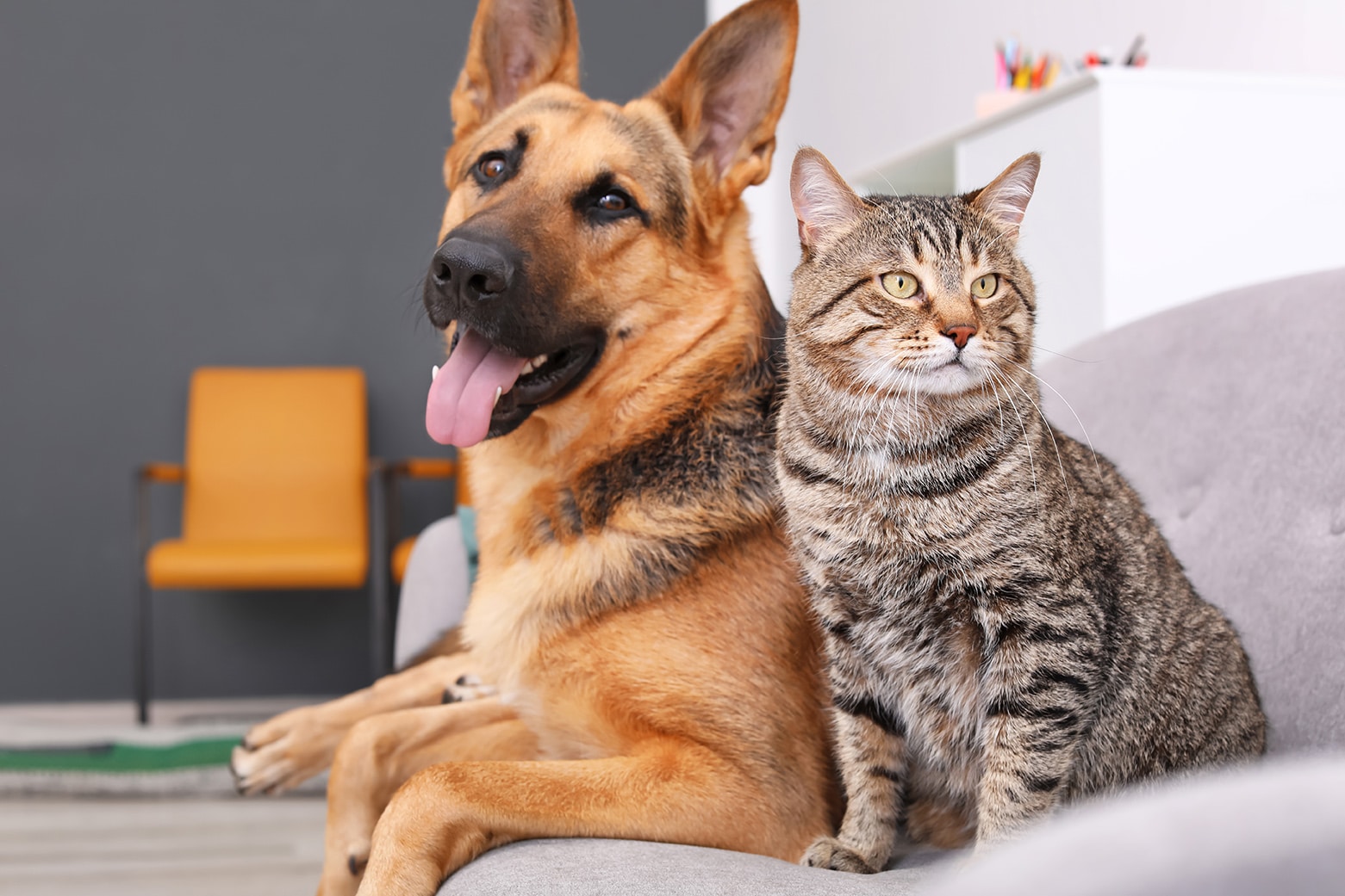 dog and cat at Sunshine Veterinary Care