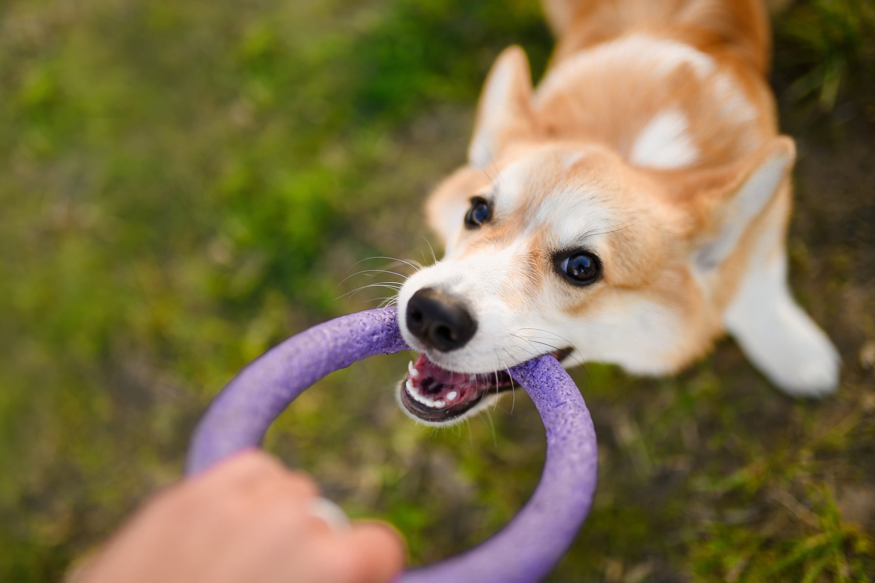 Pet dermatologist in Diamond Bar, CA