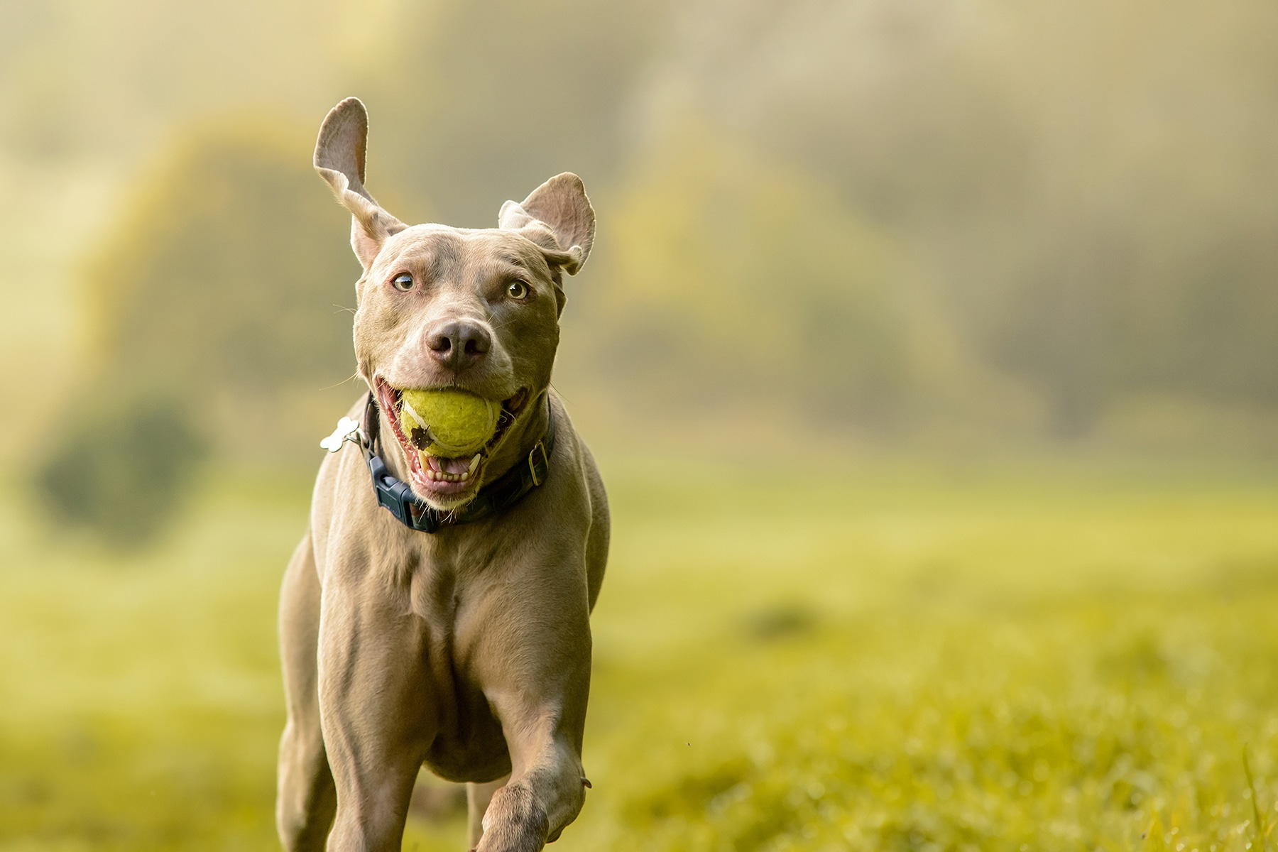 Dog allergy vet in Diamond Bar, CA