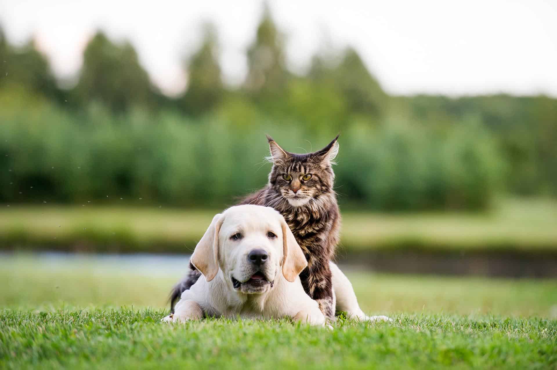 Cat laying on a dog in a park in Diamond Bar CA