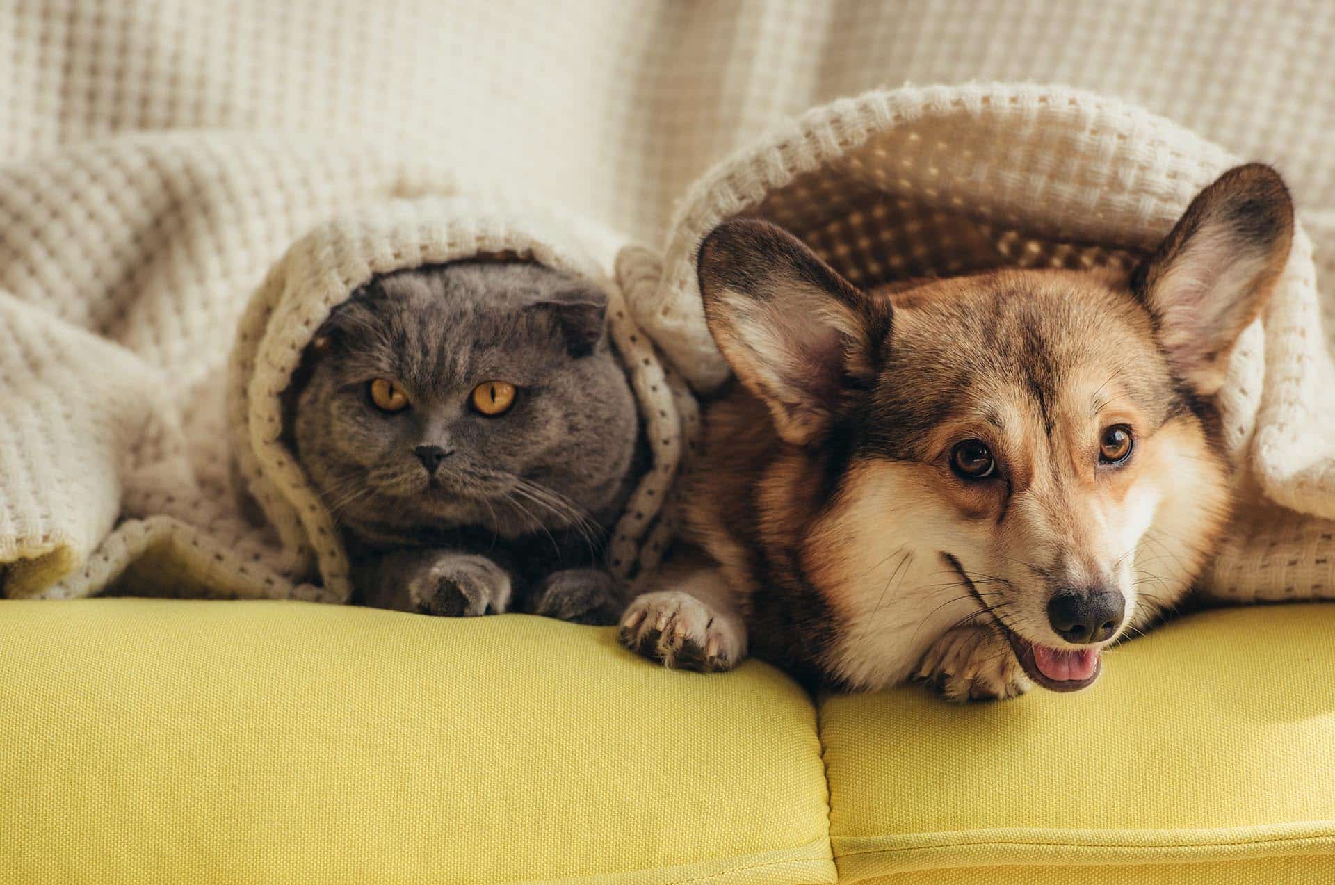 Two pets wating to see a veterinarian in Diamaond Bar CA