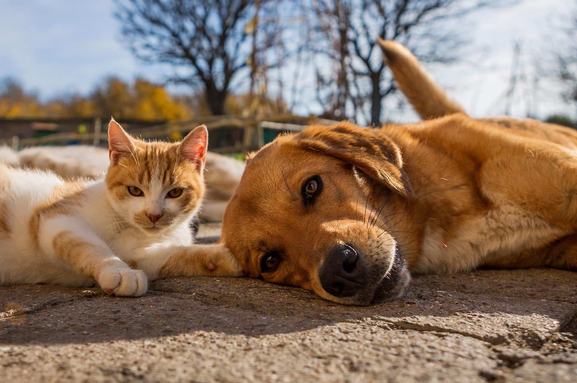 Cat and Dog lounging in the sun near Diamond Bar CA