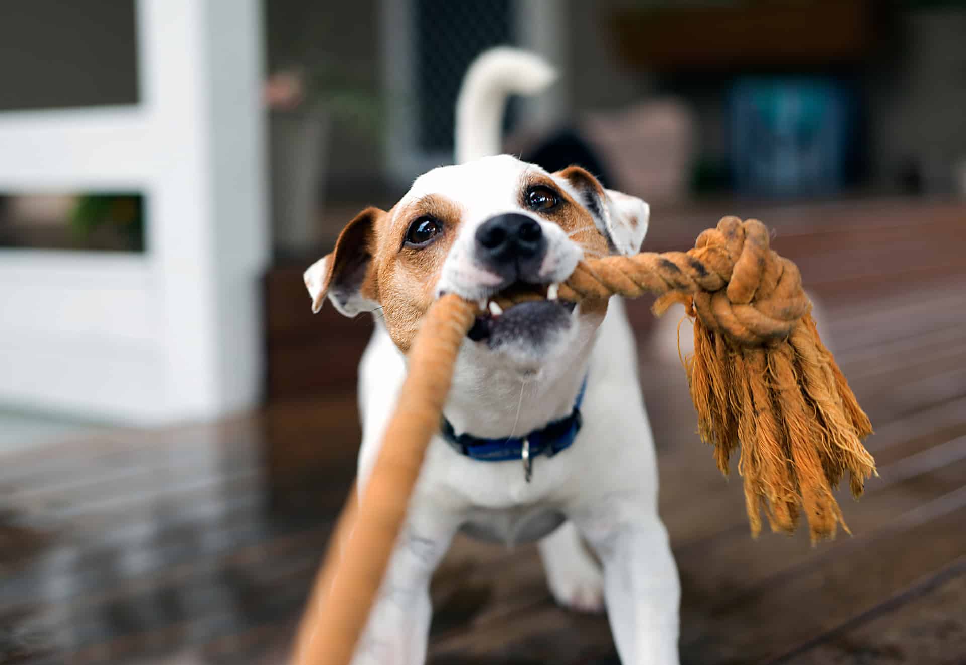 Small dog playing tug of war