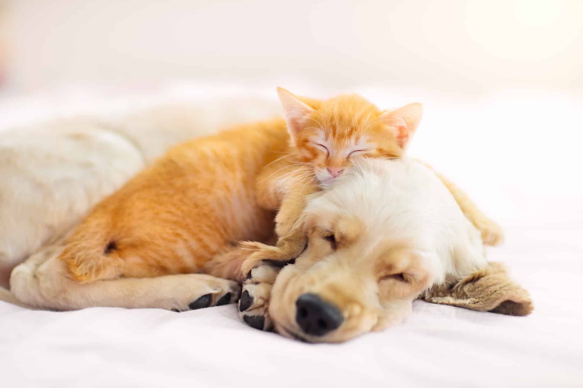 Pets in Diamond Bar, CA, recovering after they get their teeth cleaned. 