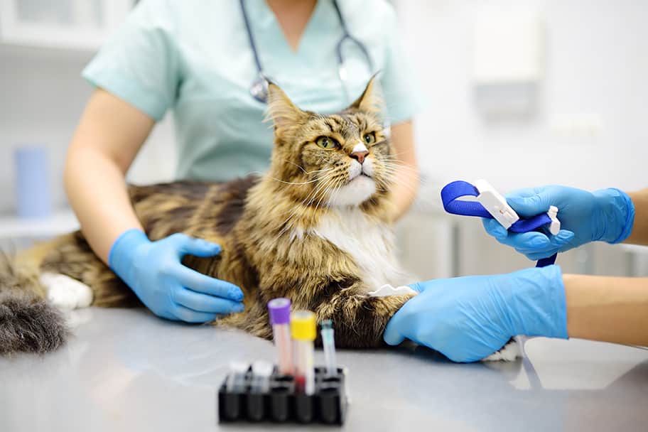 cat with veterinarian during internal medicine appointment at sunshine veterinary care