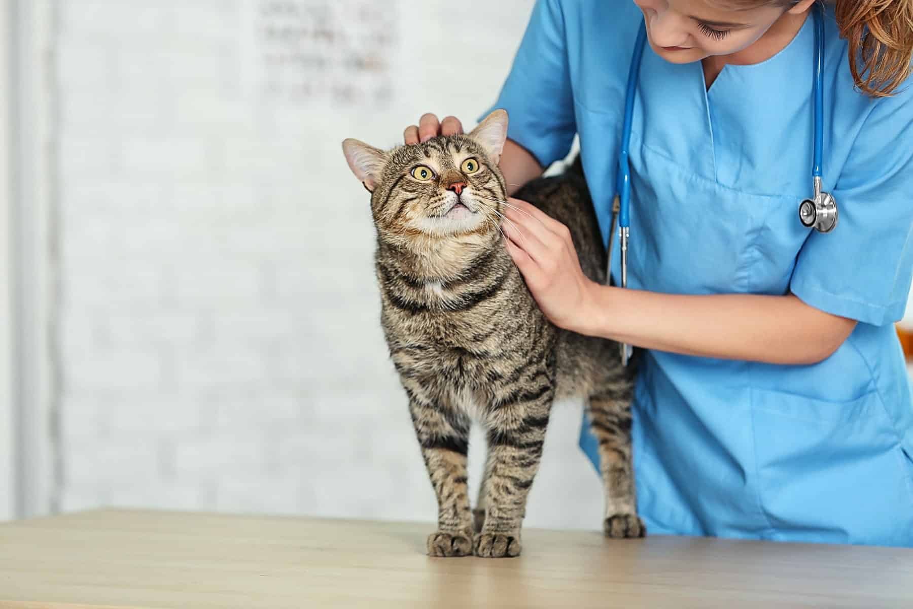 Pet injury management care in Diamond Bar, CA