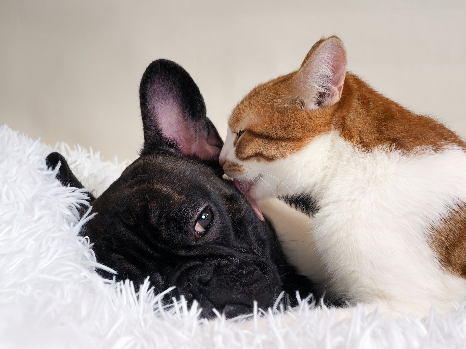 Cat and dog snuggling after a parasite prevention appointment in Diamond Bar CA