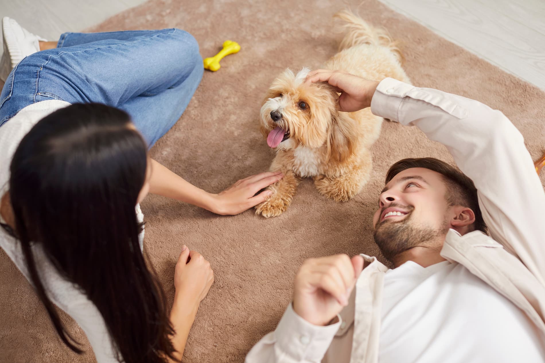 AdobeStock_1161321899 v2 Dog playing with his owner painfree after Veterinary Orthopedic Surgery in Diamond Bar CA