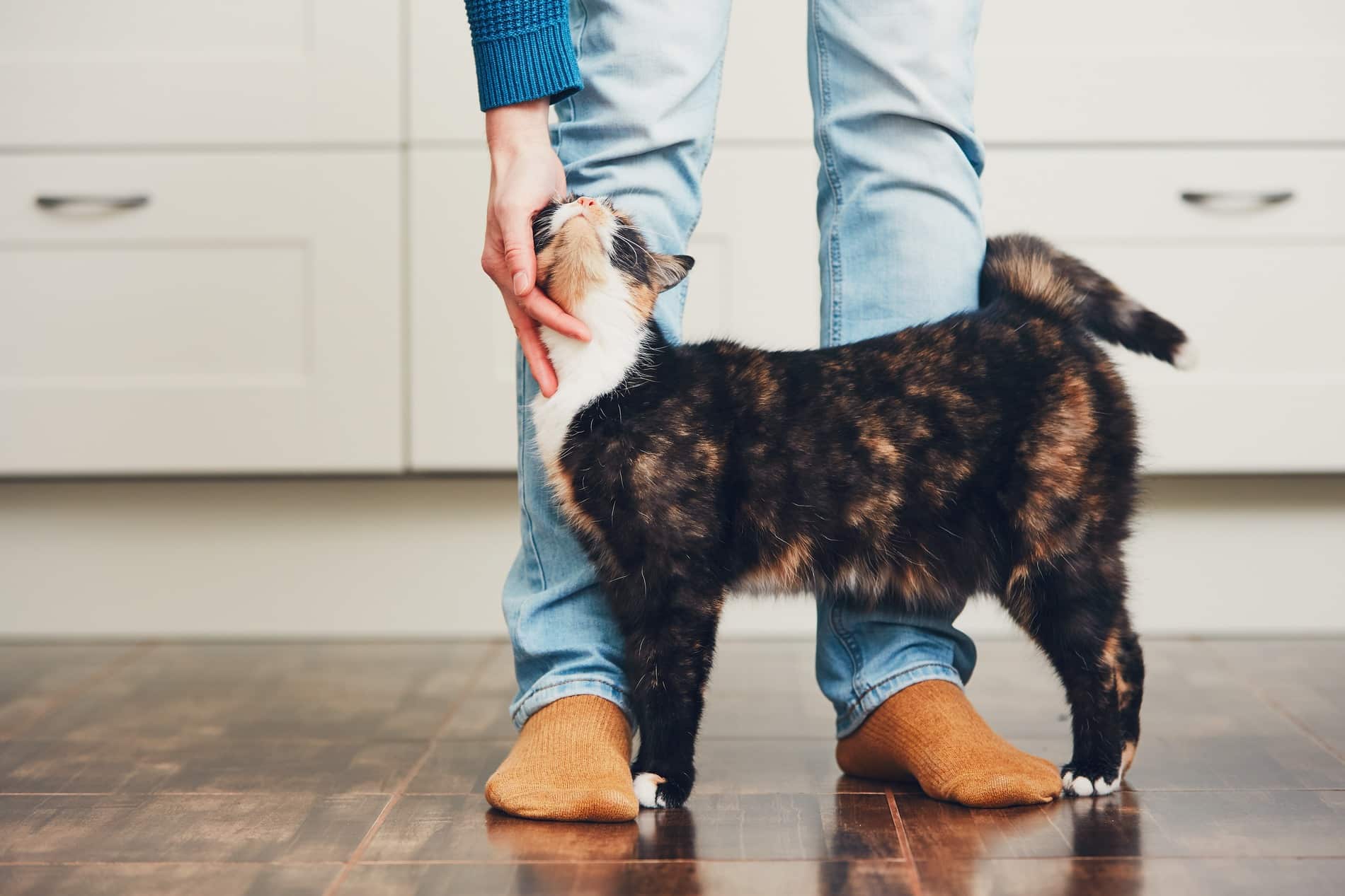 Cat stretching with retored mobility from orthopedic surgery in Diamond Bar CA
