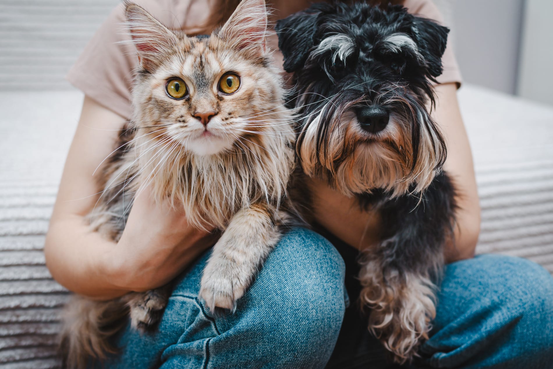 Owner with her pets on their way to an othropedic surgery appointment at Sunshine Veterinary Care
