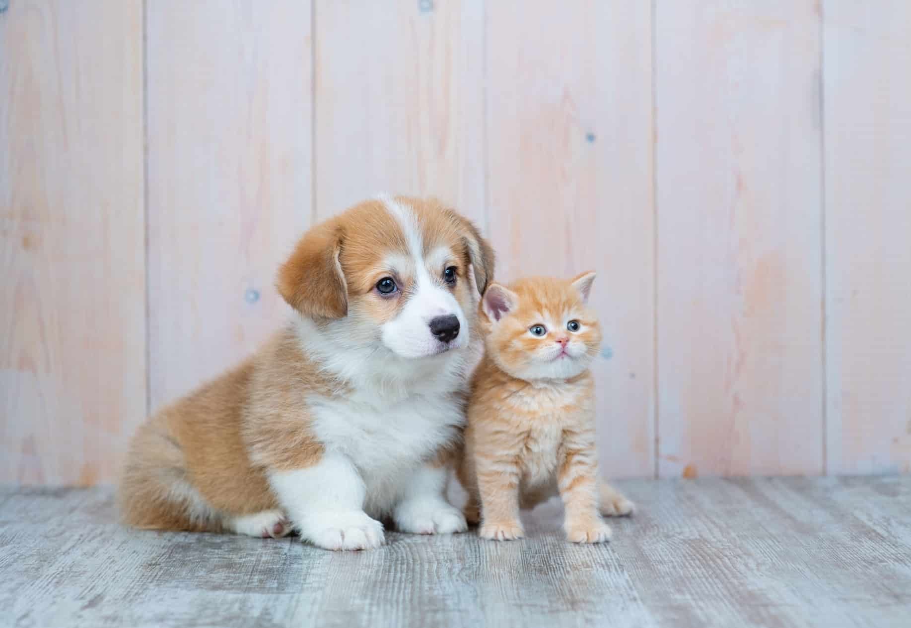 puppy & kitten appointments at Sunshine Veterinary Care in Diamond Bar CA