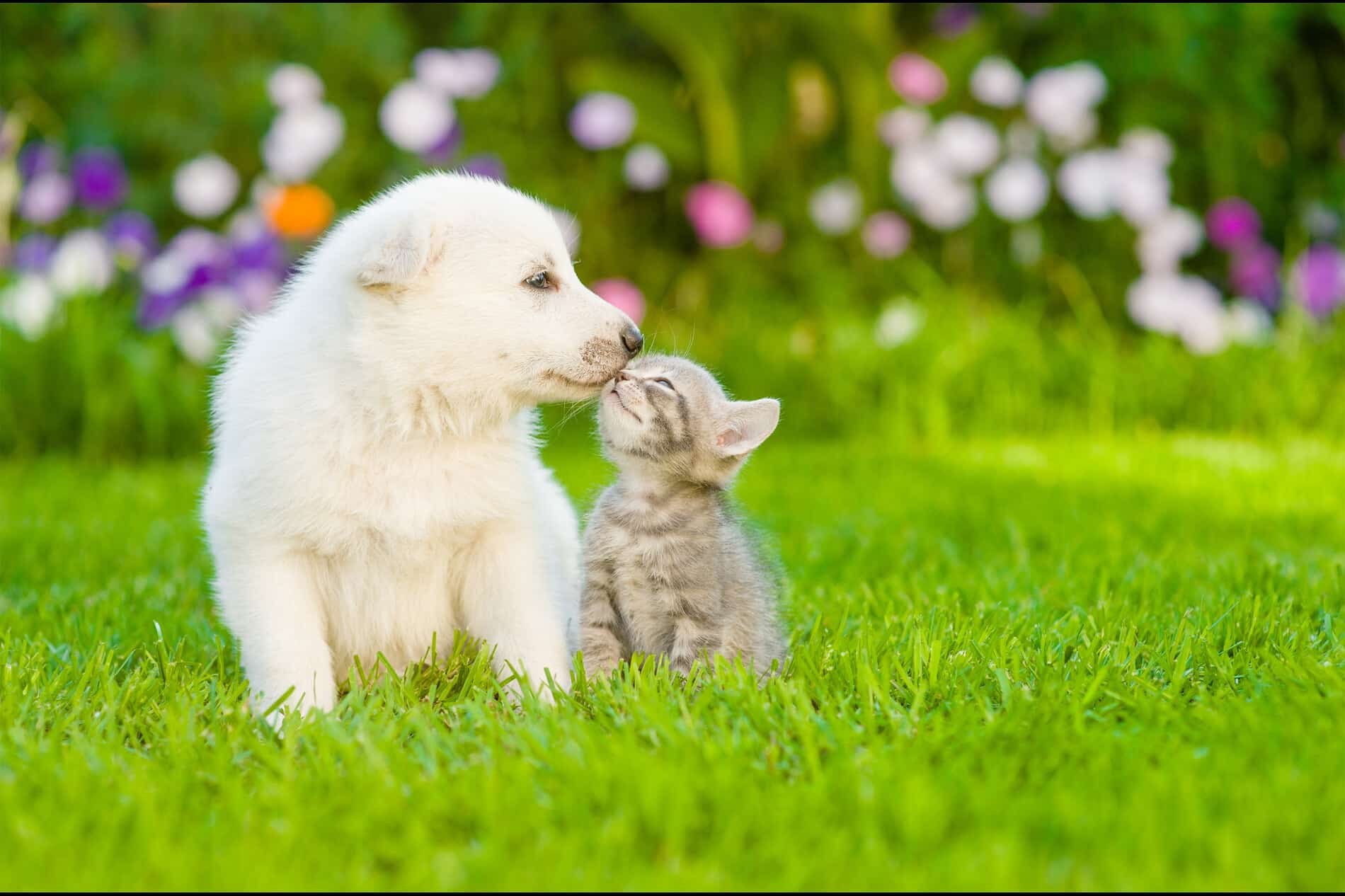pediatric pet care for puppies & kittens at Sunshine Veterinary Care in Diamond Bar CA