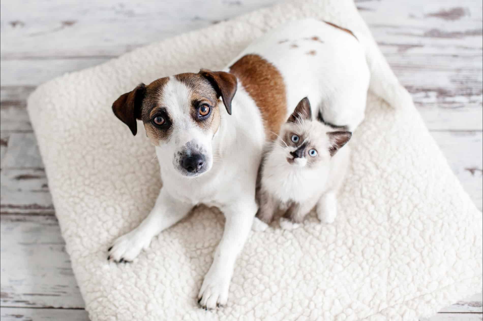 pediatric pet care at Sunshine Veterinary Care in Diamond Bar CA