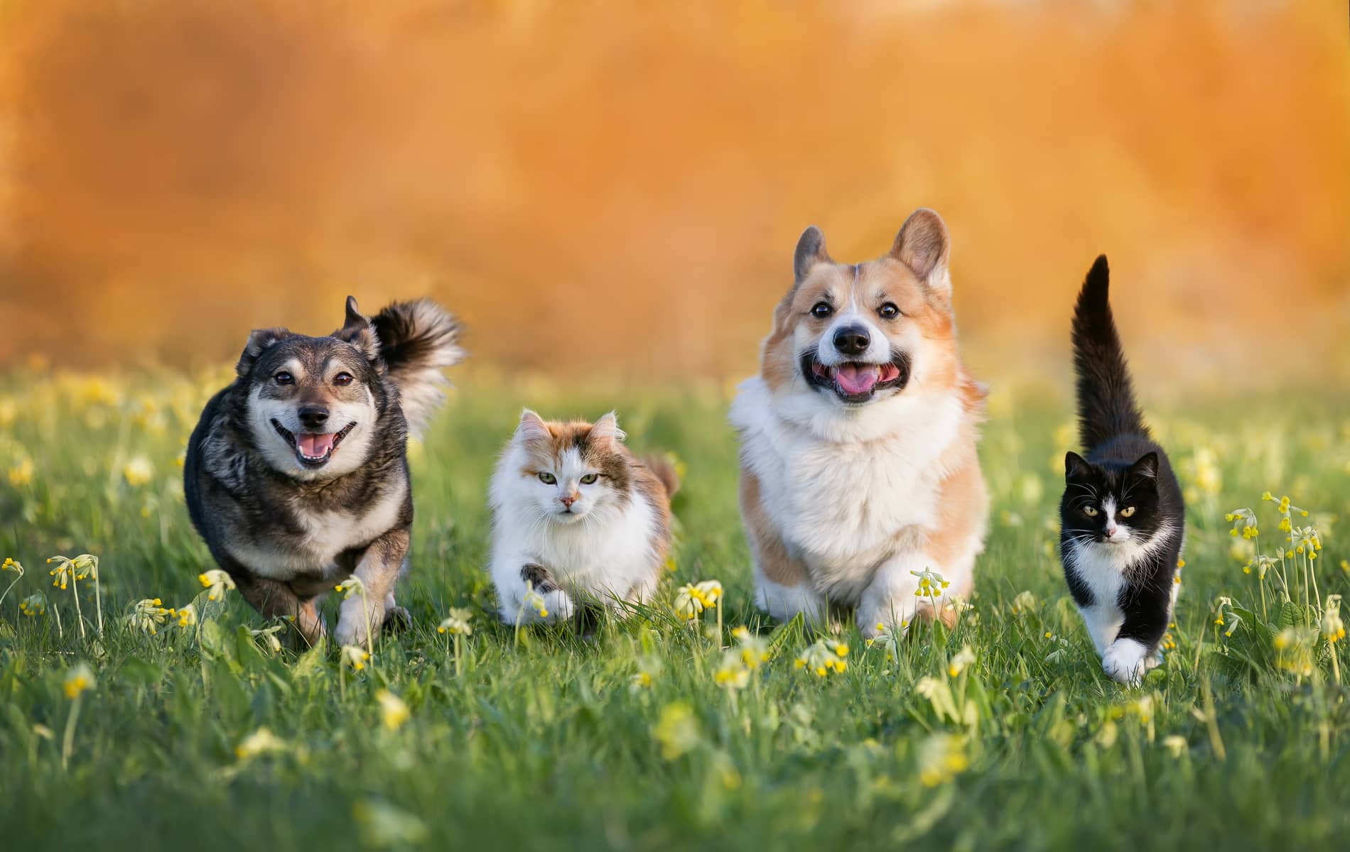 senior pet care for dogs and cats at Sunshine Veterinary Care in Diamond Bar CA