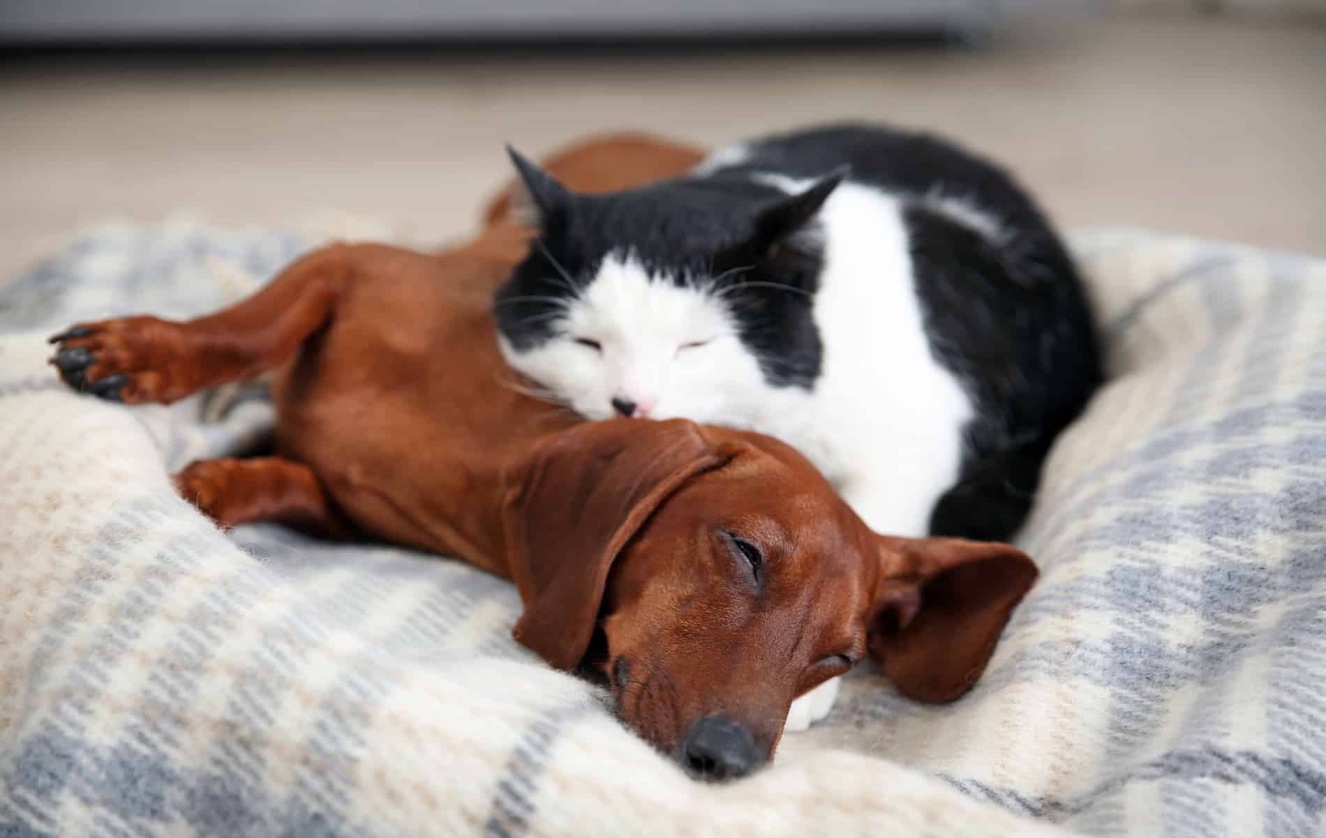 senior pet treatments for dogs and cats at Sunshine Veterinary Care in Diamond Bar CA