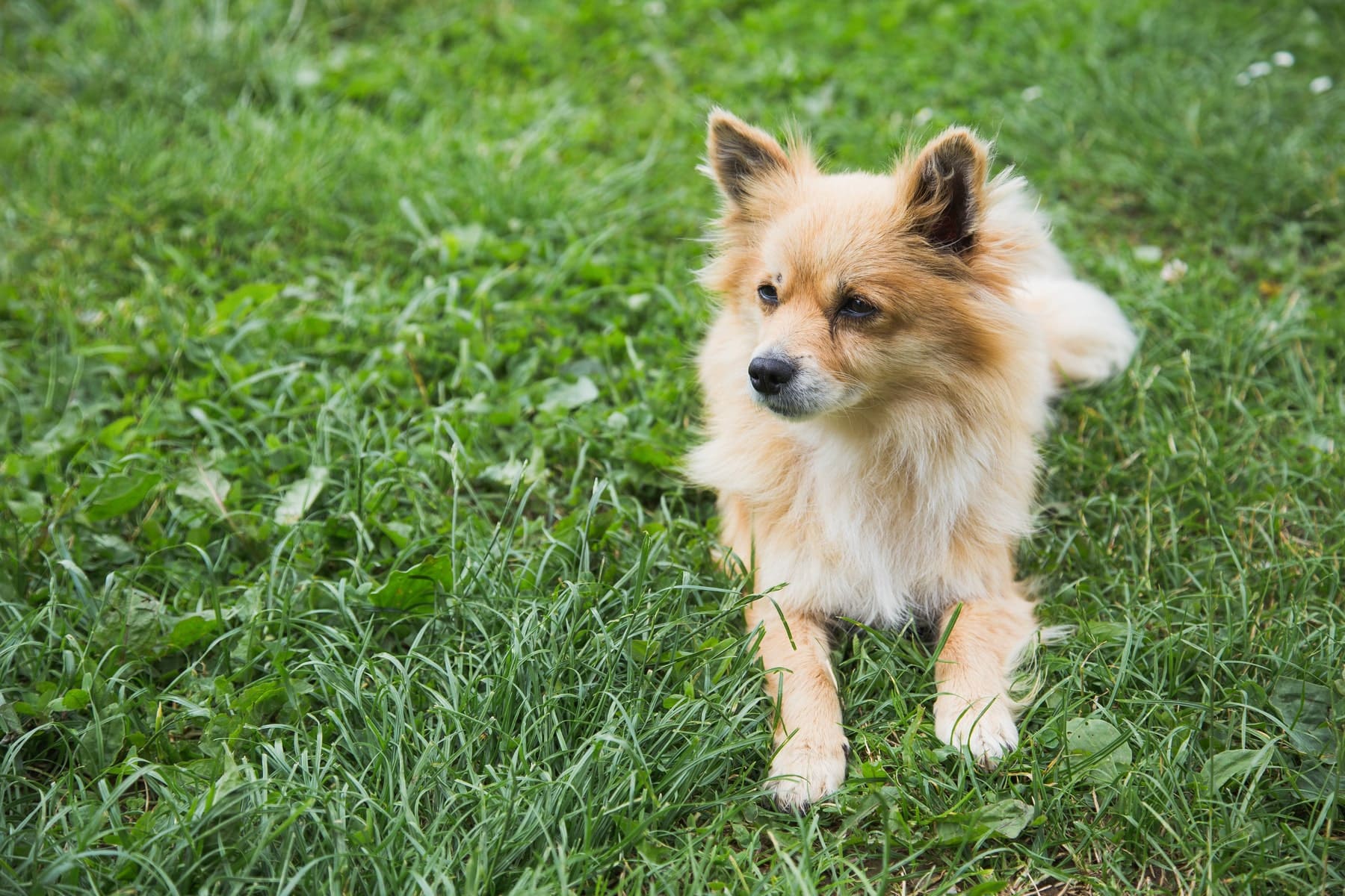 flea and tick treatments for dogs and cats at Sunshine Veterinary Care in Diamond Bar CA