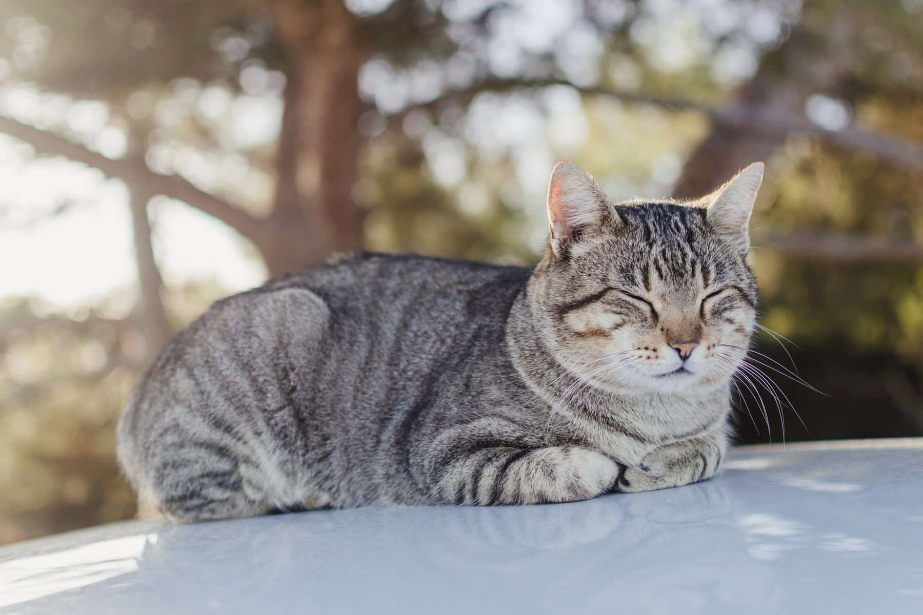 flea and tick prevention treatments for dogs and cats at Sunshine Veterinary Care in Diamond Bar CA