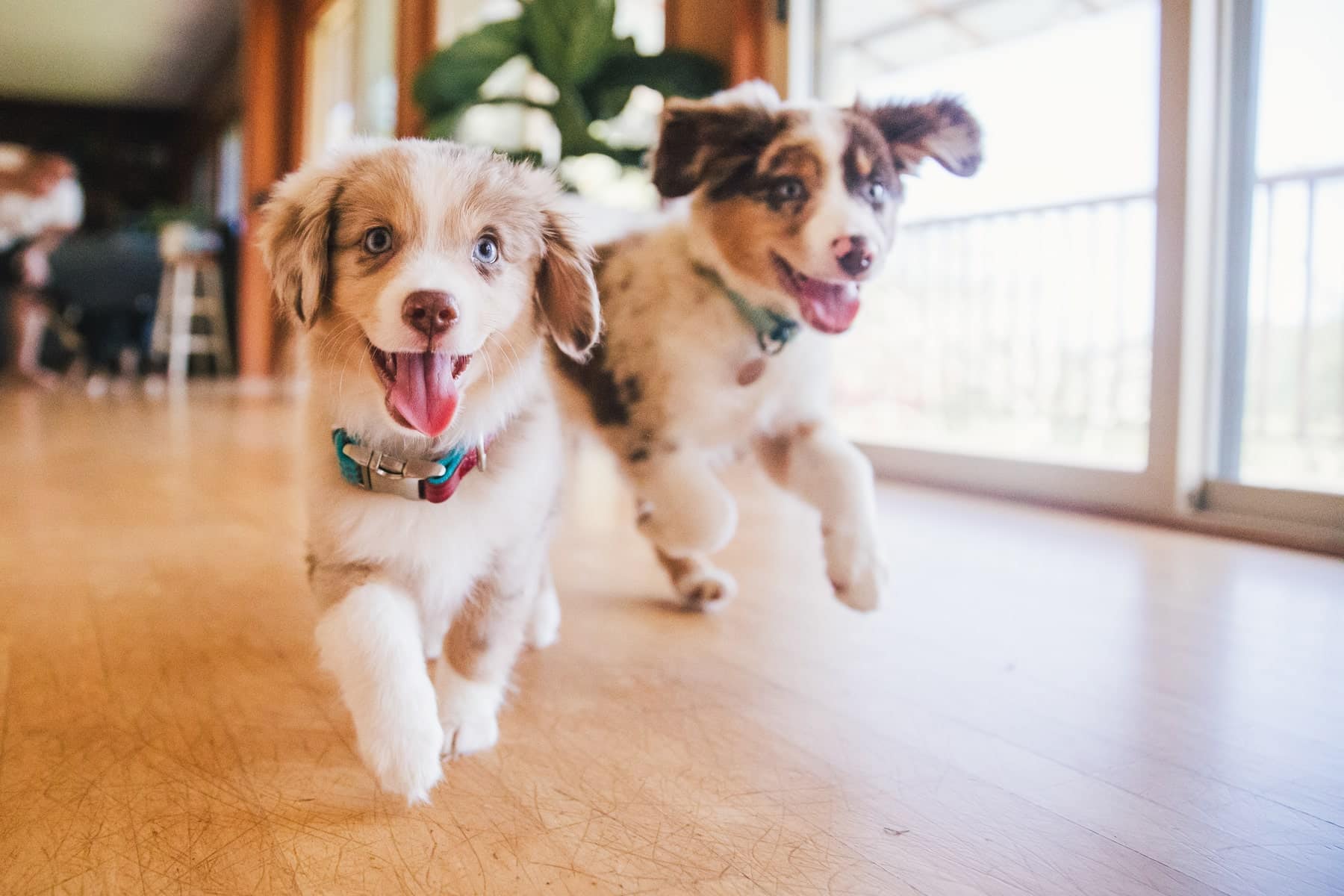 Protect your dog or cat with flea and tick prevention treatments at Sunshine Veterinary Care in Diamond Bar CA