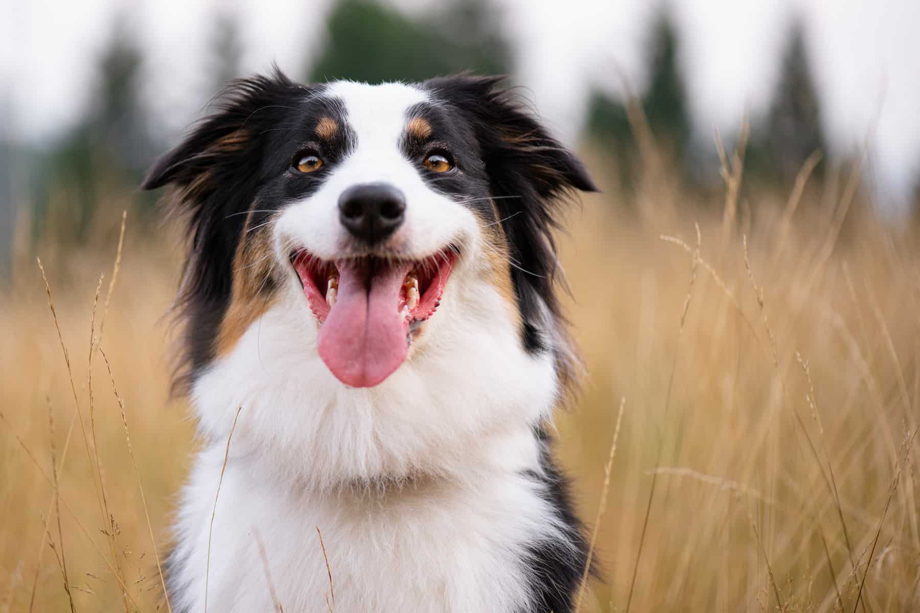 dental cleanings for dogs at Sunshine Veterinary Care in Diamond Bar CA