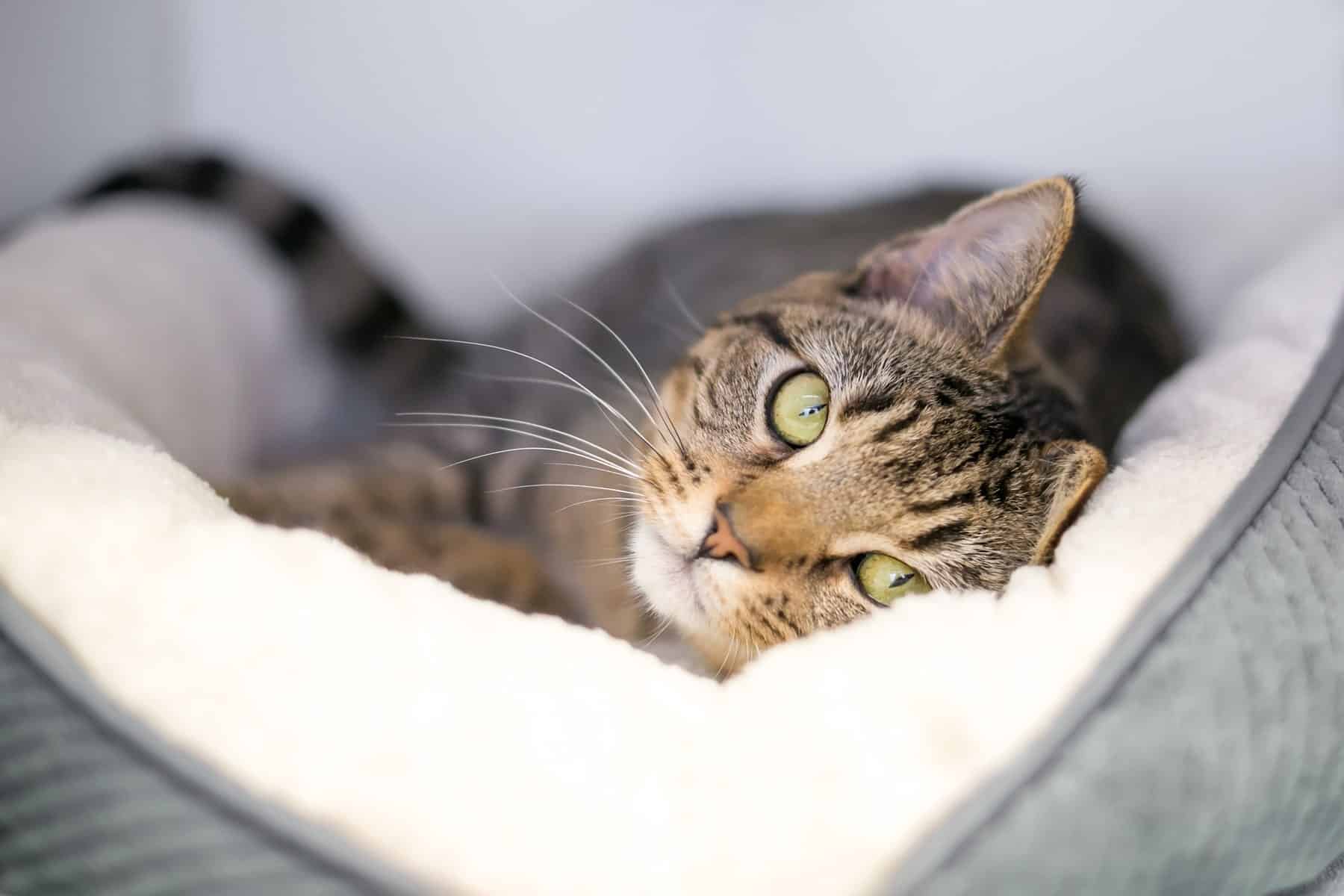 dental cleanings for cats at Sunshine Veterinary Care in Diamond Bar CA