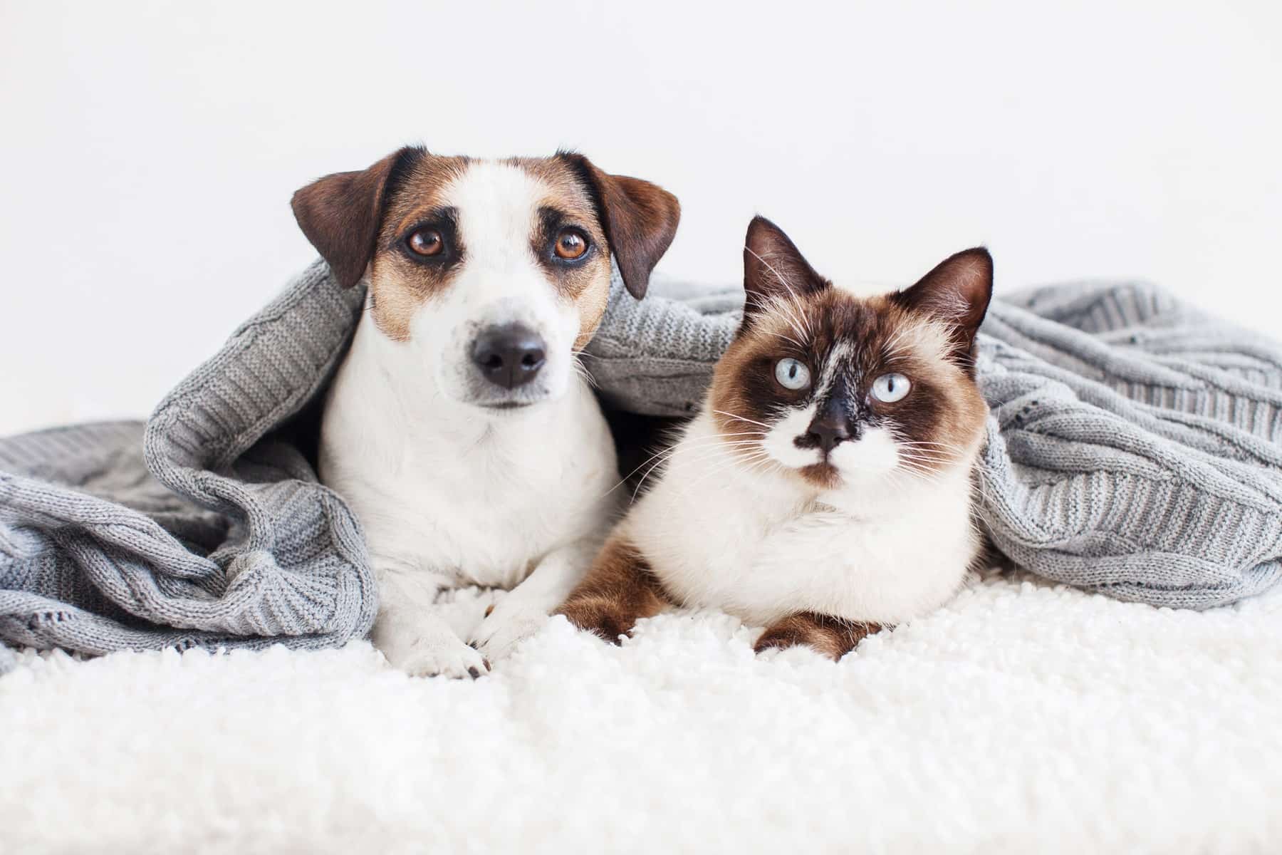 happy pets after their dental extraction at Sunshine Veterinary Care in Diamond Bar CA