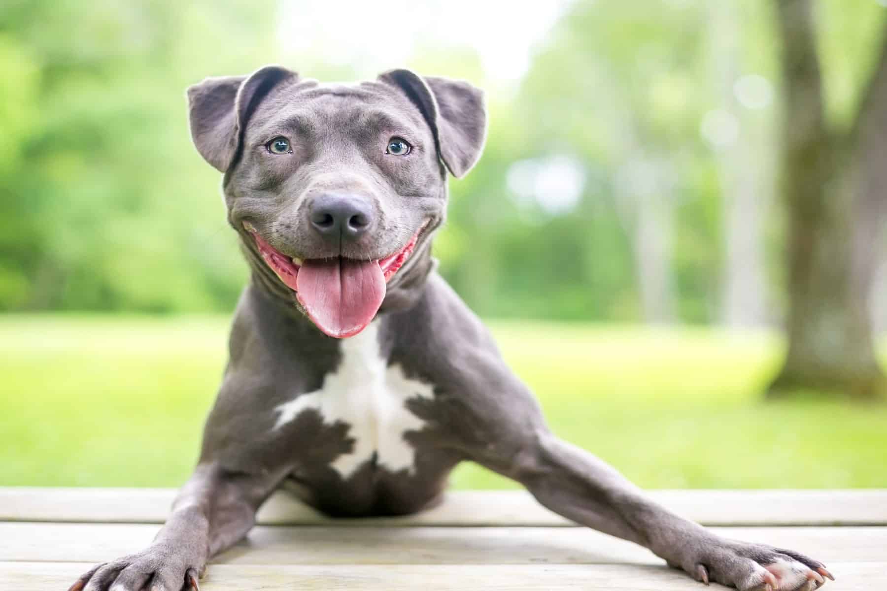 happy dog after their tooth extraction at Sunshine Veterinary Care in Diamond Bar CA