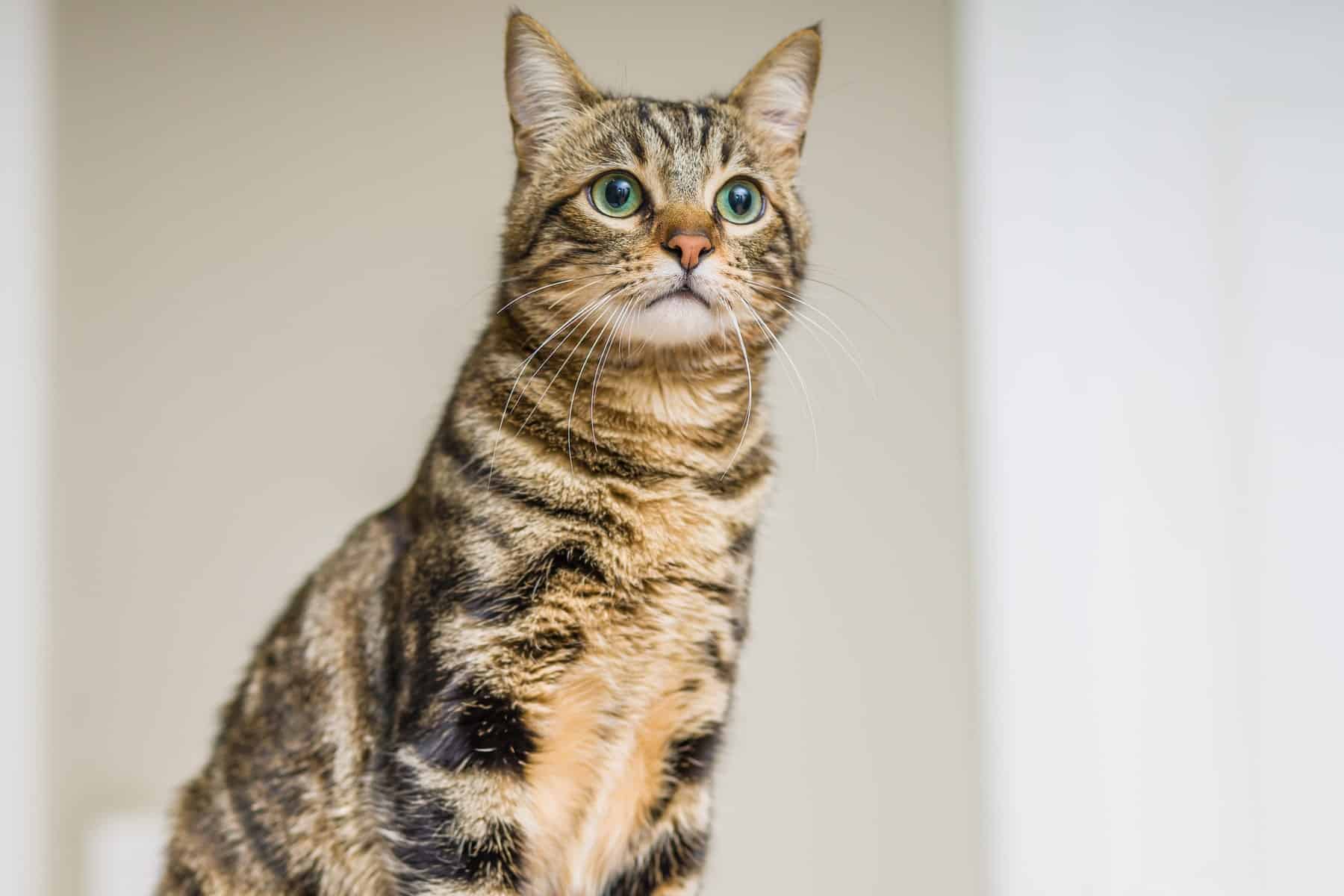 happy cat after their blood work at Sunshine Veterinary Care in Diamond Bar CA