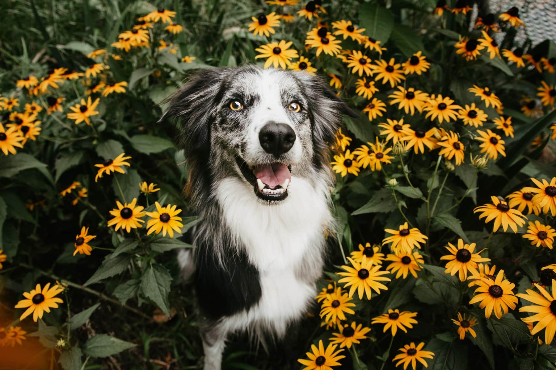 happy dog after their blood work at Sunshine Veterinary Care in Diamond Bar CA