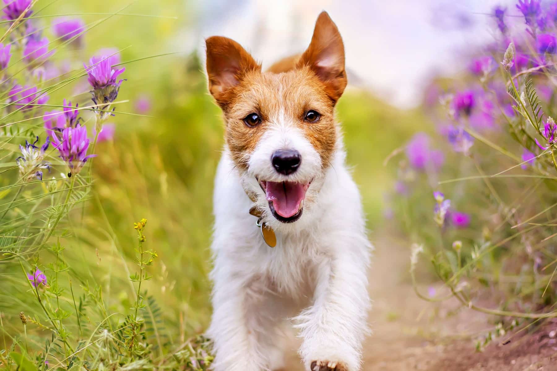 happy puppy after their blood work at Sunshine Veterinary Care in Diamond Bar CA