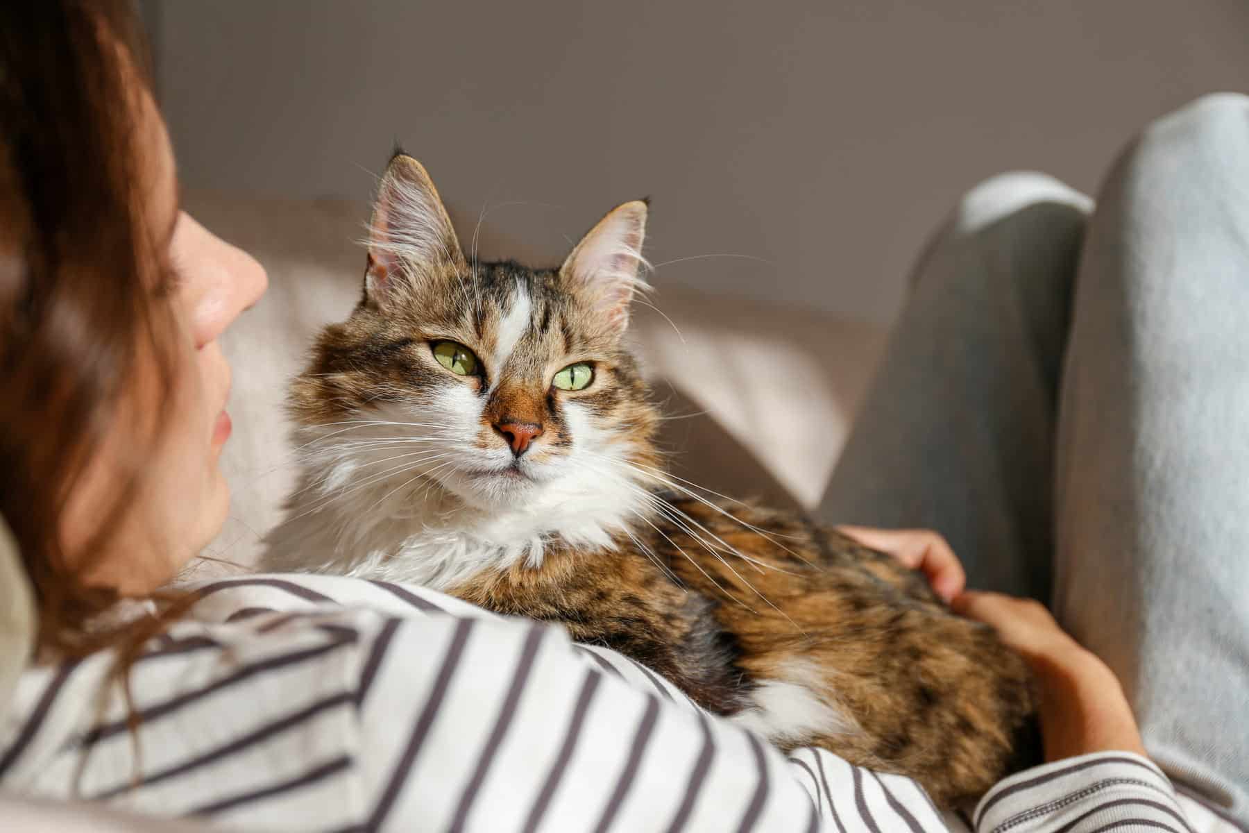 tumor removal for cats at Sunshine Veterinary Care in Diamond Bar CA