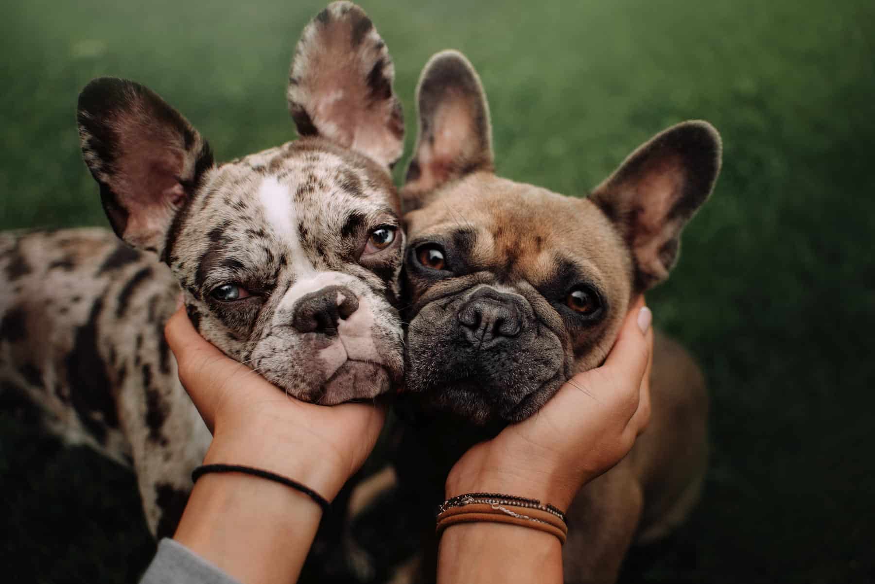 canine gastropexy at Sunshine Veterinary Care in Diamond Bar CA