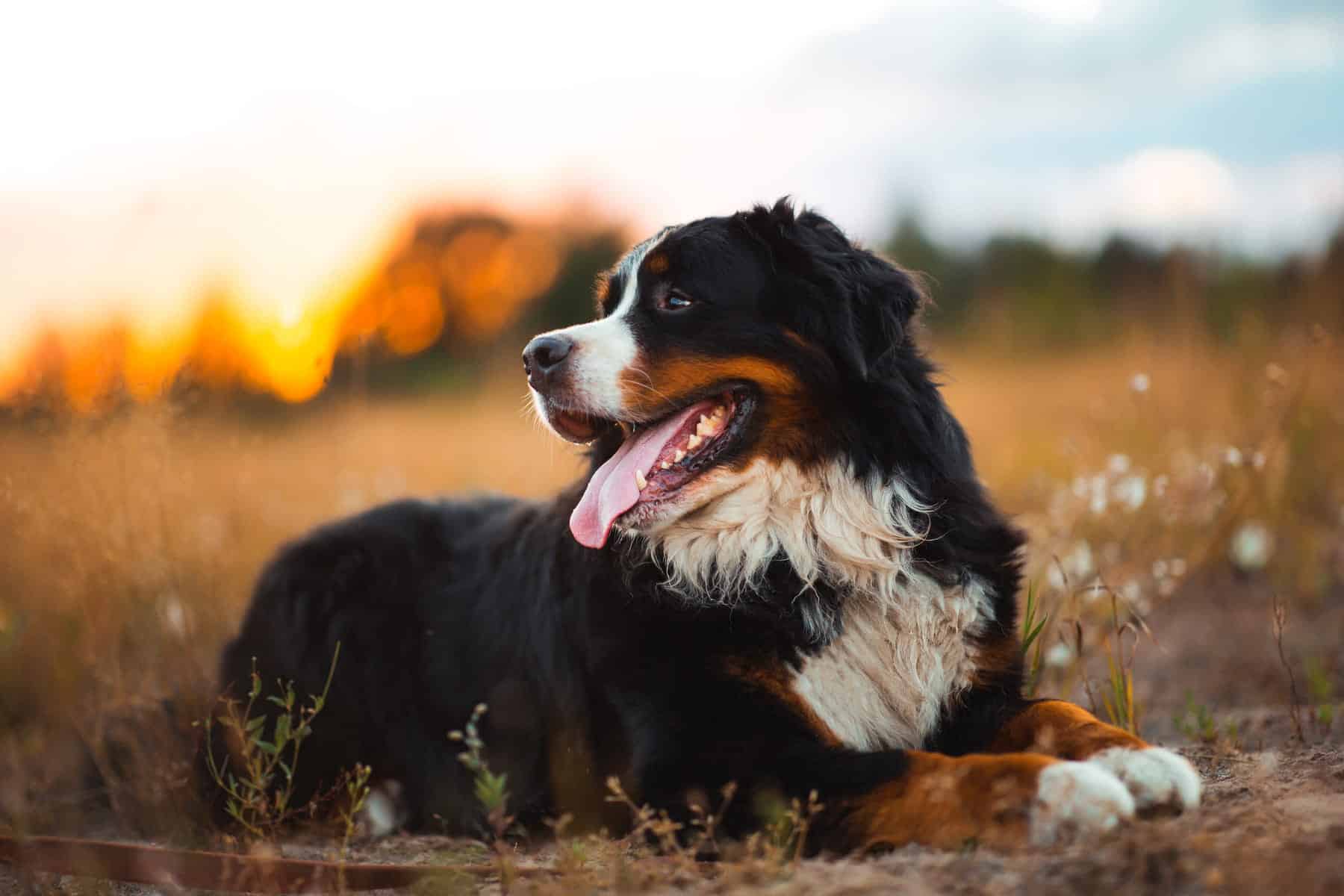 dog gastropexy at Sunshine Veterinary Care in Diamond Bar CA